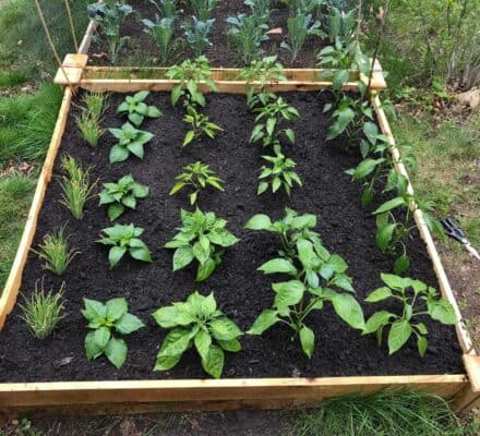 A raised wooden garden bed contains rows of young vegetable plants thriving in dark soil, surrounded by grass. Gardening tools are visible on the right side, evoking the organized feel of an appliance showroom.