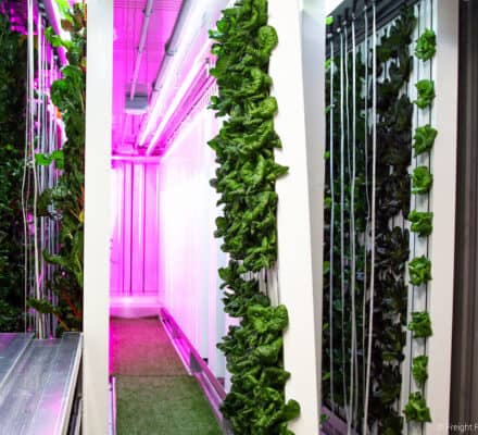 Vertical hydroponic farm with leafy greens growing on tall, white panels under pink LED grow lights, reminiscent of the innovation found in a luxury kitchen appliance showroom.